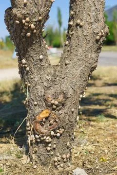 A tree trunk covered with grape snails (lat. Helix pomatia) in the steppe of  Stock-Fotos