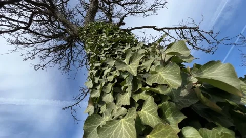 Tree trunk covered with green leaves Video stock 232043497