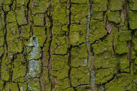 Tree trunk covered with green mold and moss, tree bark close-up Stock Photos