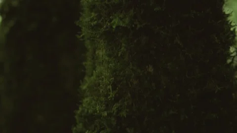 Tree Trunk Covered with Green With Moss. Close-up of a tree trunk covered with Stock Footage 109158900