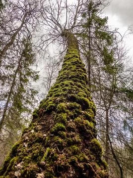 Tree trunk covered with green moss. Stock Photos