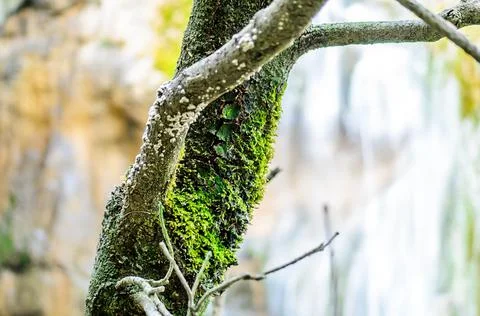 Tree Trunk Covered in Green Moss in front of a Waterfall in Plitvice, Croatia Stock Photos