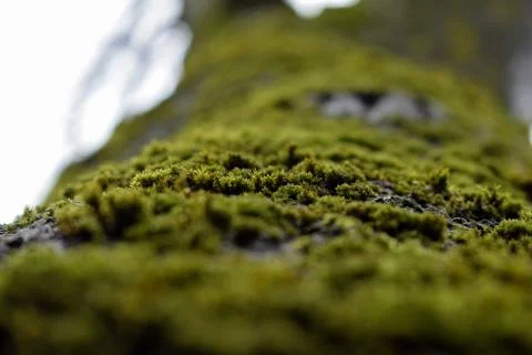 Tree trunk covered in green moss in forest Tallinn Stock Photos