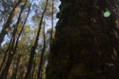 A tree trunk covered in green moss stands prominently in a pine forest, bathe Stock Photos