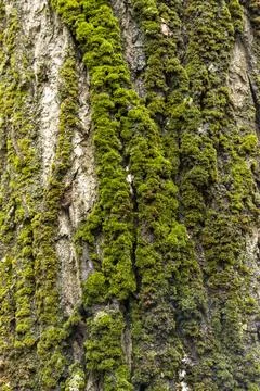 A tree trunk covered in green moss Stock Photos