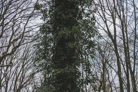 Tree trunk covered with ivy close-up Stock Photos