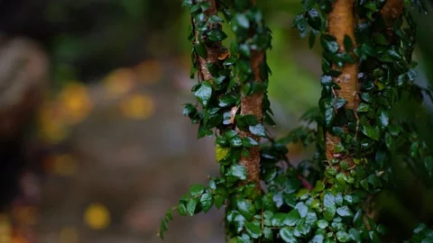 Tree trunk covered with ivy in the rain. Stock Footage 132408839