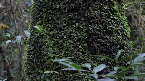 Tree trunk covered with lichen and green moss,Rain Forest Stock Footage 140762828