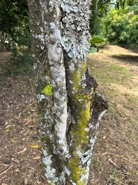 Tree trunk covered in lichen close-up Stock Photos