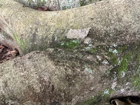 Tree trunk covered in lichen Stock Photos