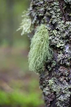 Tree trunk covered with lichens in the forest. An old bushy lichen hangs in a Stock Photos