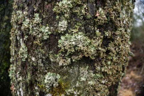 Tree trunk covered with lychen Foto stock