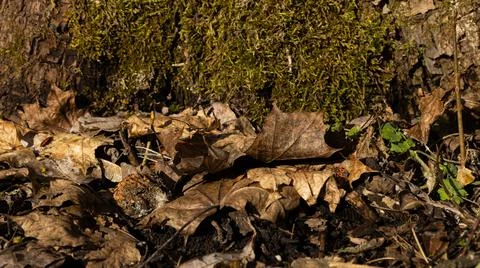A tree trunk covered in moss along with leaves growing on it Stock Photos