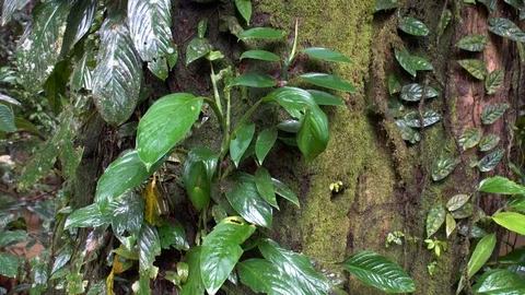 Tree Trunk Covered with Moss and Greenery Video stock 86858460
