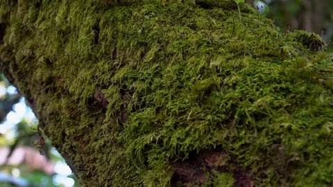 Tree Trunk Covered with Moss and Greenery Stock Footage 100071131