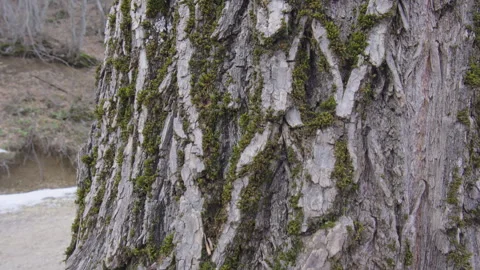 A tree trunk covered in moss and lichen Stock Footage 296193132