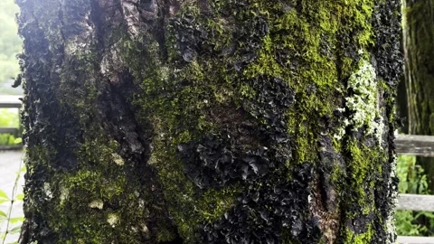 Tree Trunk Covered in Moss and Fungi Stock Footage 328452773