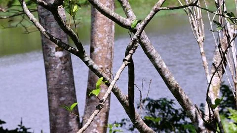 A tree with a trunk that is covered in moss and leaves Stock Photos