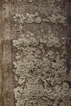 A tree trunk covered in moss and lichen Stock Photos