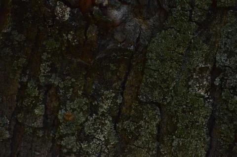A tree trunk covered in moss and lichen. Foto stock