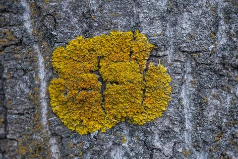 A tree trunk covered in moss and lichen Stock-Fotos