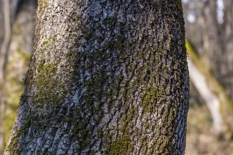 A tree trunk covered in moss and lichen Stock-Fotos
