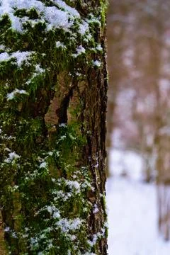 Tree Trunk Covered in Moss and Snow Stock Photos