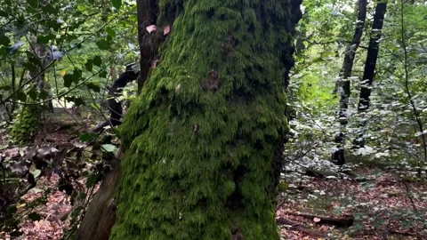 A tree trunk covered in moss Stock Footage 253255037