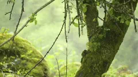 Tree trunk covered with moss in the forest during rainy season Stock Footage 72502741