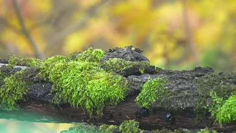 Tree trunk covered with moss. Forest environment. Stock Footage 146388723