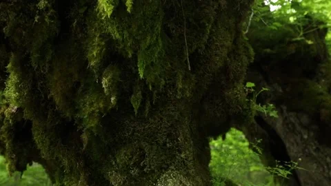 Tree trunk covered with moss in the forest Stock Footage 245723254