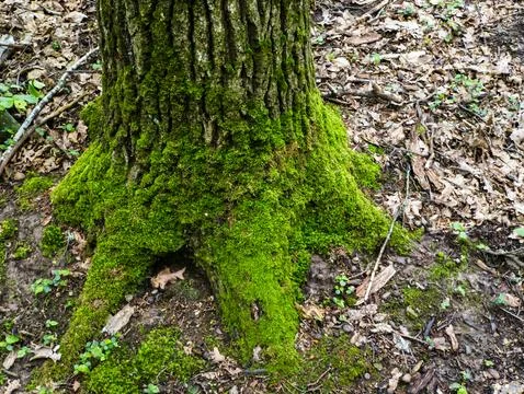 Tree trunk covered with moss in the forest Stock Photos