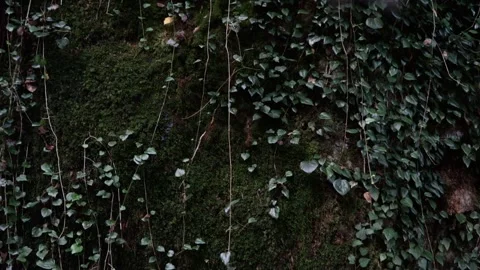 A tree trunk covered with moss, grass and vines. A summer day in the forest. Stock Footage 221304004