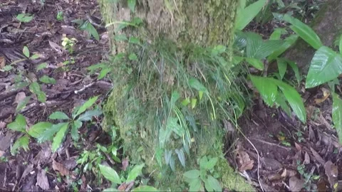 Tree trunk covered with moss, lichen, tropical rainforest, Sulawesi, Indonesia Stock Footage 182598357