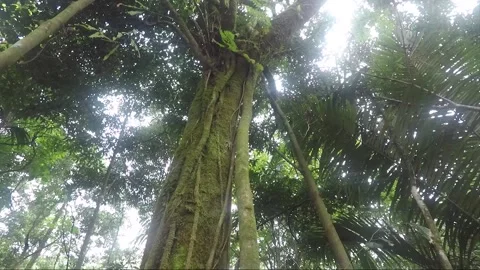 Tree trunk covered with moss, lichen, tropical rainforest, Sulawesi, Indonesia Stock Footage 182758481