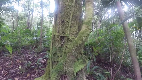 Tree trunk covered with moss, lichen, tropical rainforest, Sulawesi, Indonesia Stock Footage 183252617