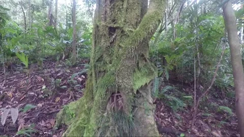 Tree trunk covered with moss, lichen, tropical rainforest, Sulawesi, Indonesia Stock Footage 183252636