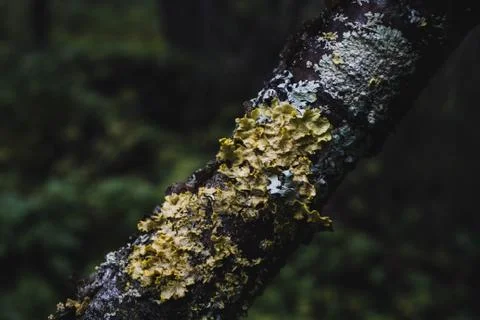 Tree trunk covered with moss in the north forest Foto stock
