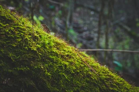 The tree trunk covered with moss. Stock Photos