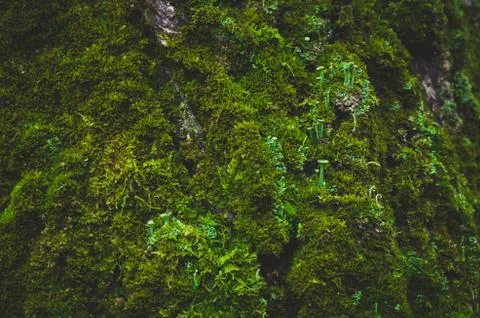 The tree trunk covered with moss. Stock Photos
