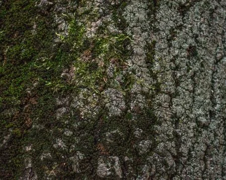 A tree trunk covered with moss Stock Photos