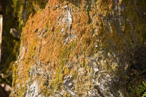 Tree Trunk covered with Moss Stock Photos
