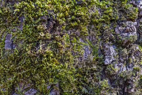 A tree trunk covered in moss Stock-Fotos