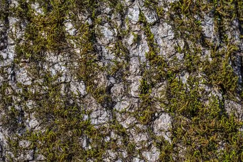 A tree trunk covered in moss Stock-Fotos