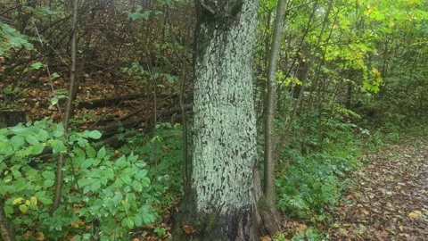Tree Trunk Covered In Moss Standing Among Fallen Autumn Leaves Stockbeeldmateriaal 348063022