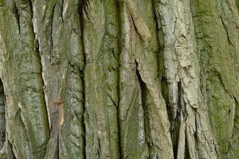 Tree trunk covered with moss. Textured background. Stock Photos