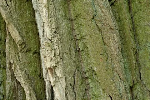 Tree trunk covered with moss. Textured background. Stock Photos