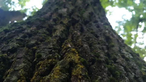A tree trunk covered in moss. The tree is covered in green mold bottom up Stock Footage 345686195