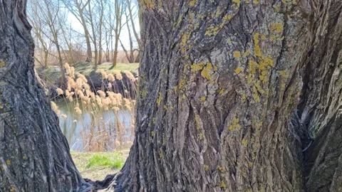 Tree trunk covered with moss used as natural background Stock Footage 305311352
