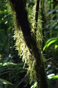 Tree trunk covered with moth and backlit Stock Photos